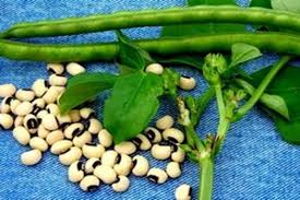 تصویر 4 از قیمت خرید کنسرو لوبیا چشم بلبلی خوشمزه 420 گرمی ویژه بسته 12 عددی + فروش به صرفه